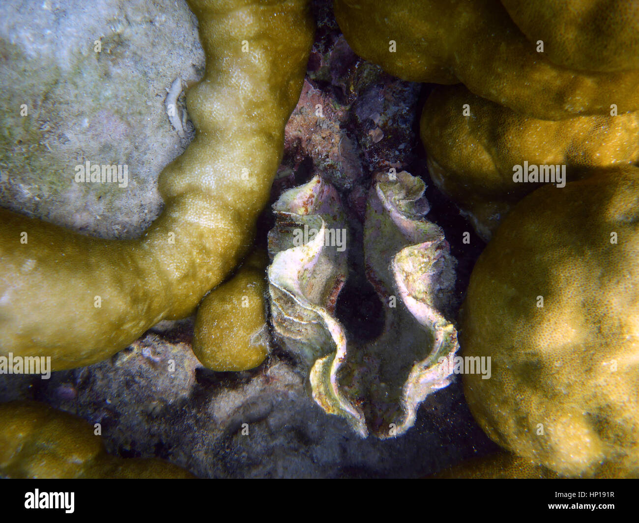 Bivalve scallop (Pedum spondyloideum) inside a coral covered with sponge, Koh Rok in The Lanta Marine National Park. Koh Lanta. Krabi. Thailand. Snork Stock Photo
