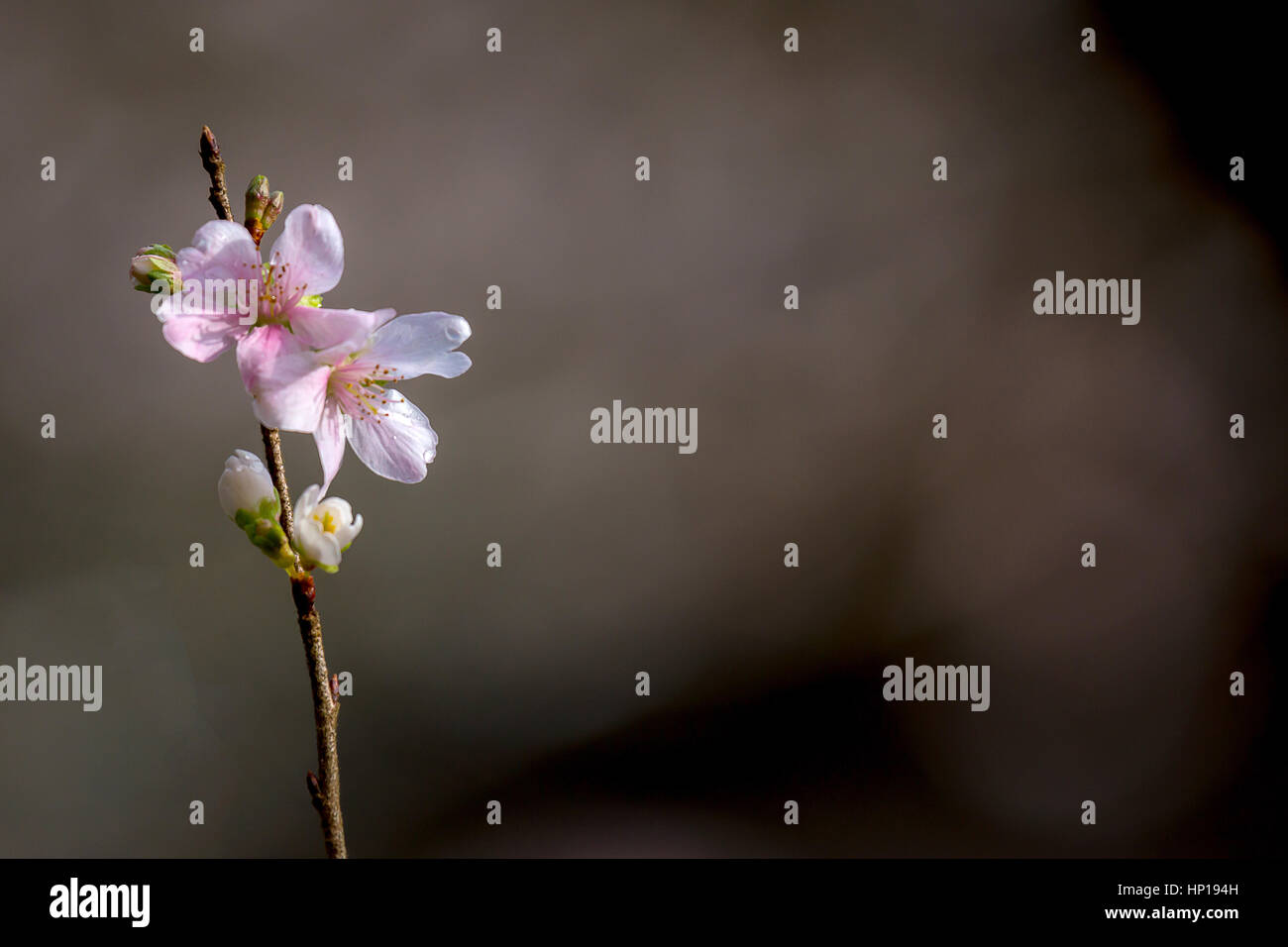 Sakura Cherry blossoms for spring background japan Stock Photo - Alamy