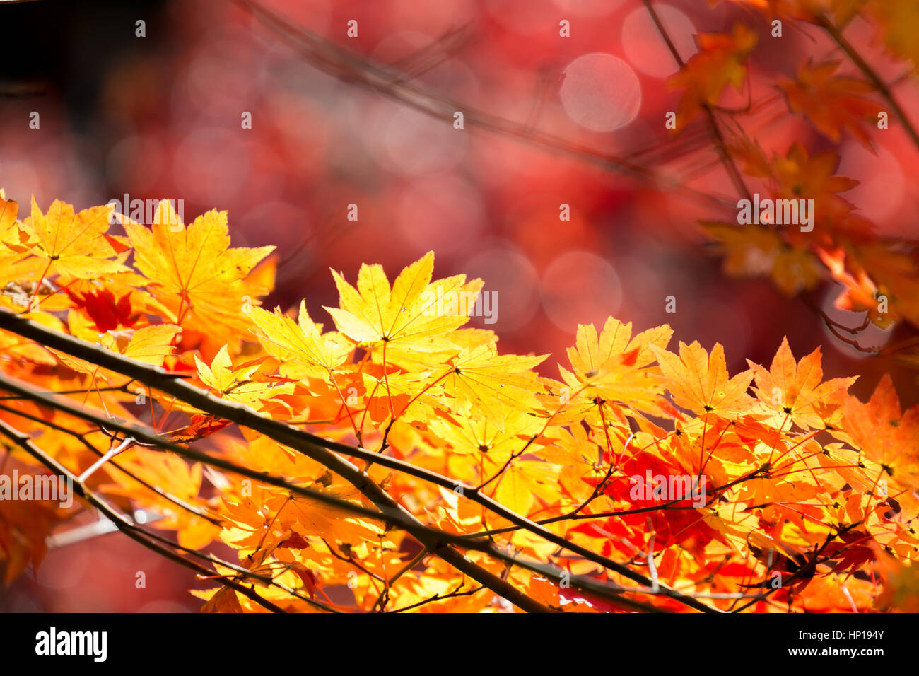 Red leave of maple tree for autumn fall background Stock Photo - Alamy