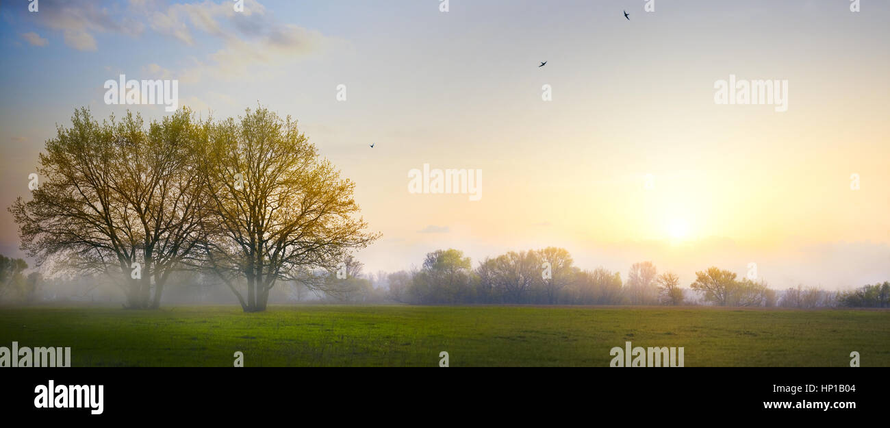 Spring countryside landscape; morning farmland field and blooming tree ...