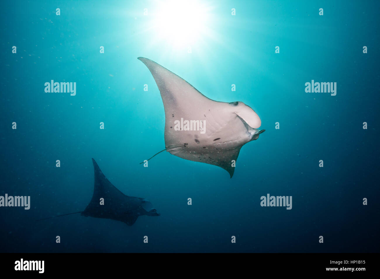Beautiful big manta rays floating in deep blue ocean, Indian ocean, Maldives Stock Photo