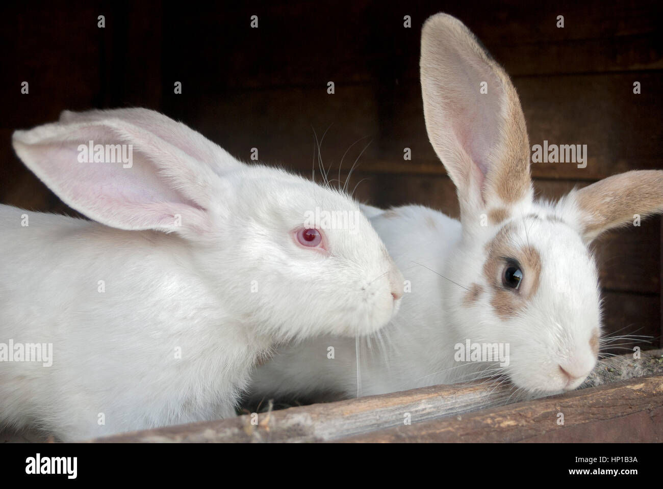 Rabbits in a cage Stock Photo Alamy