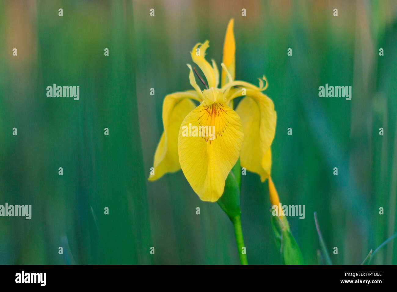 Herbs and perfumes hires stock photography and images Alamy