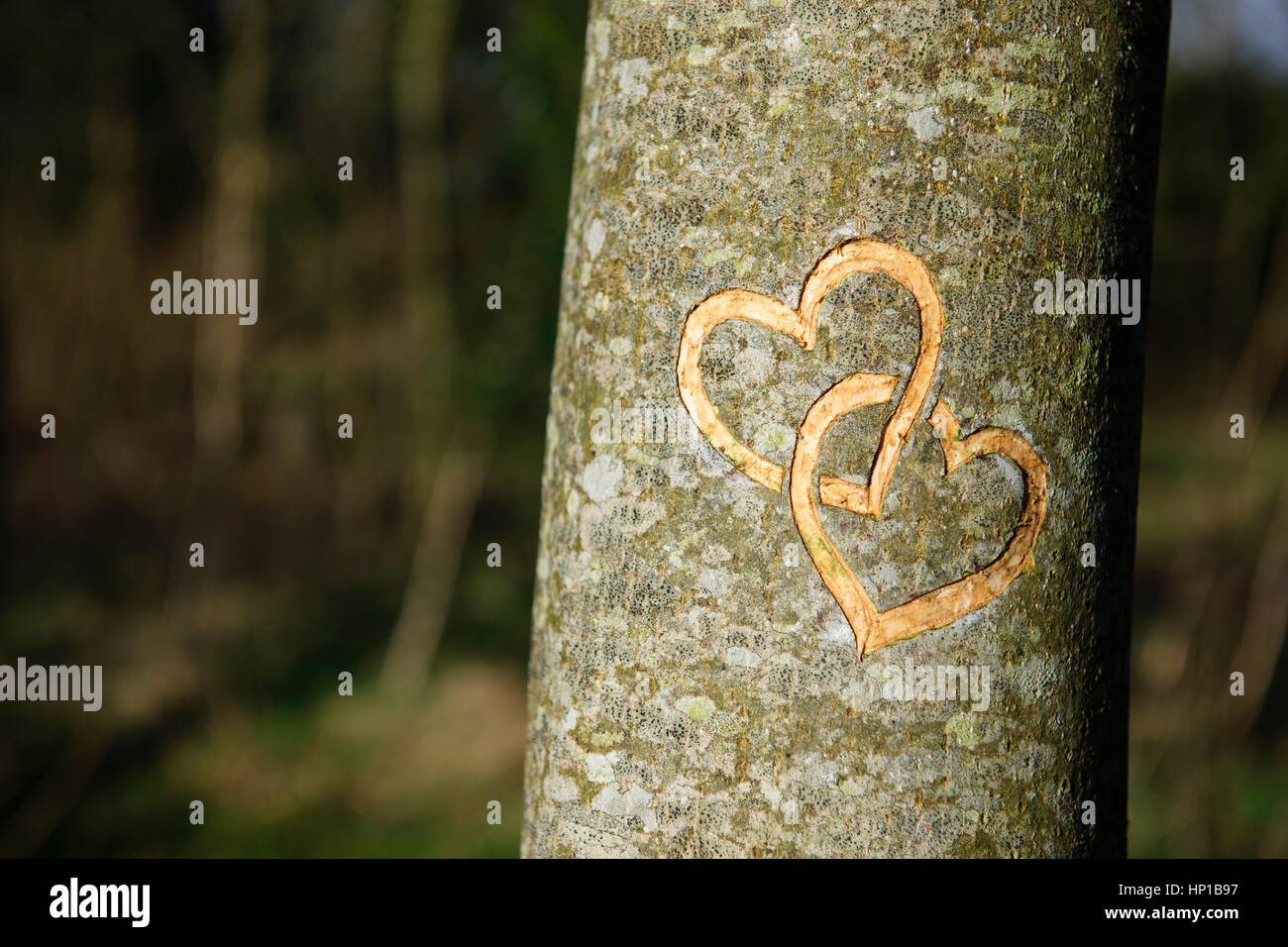 Entwined hearts cut into bark of young ash tree, This has been freshly cut during the winter with a sharp kinfe and only into the top layer of bark. Stock Photo