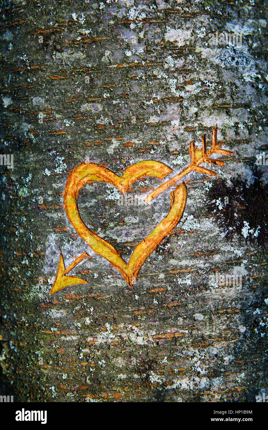 Heart and arrow cut into bark of cherry tree. This has been freshly cut during the winter with a sharp kinfe and only into the top layer of bark. Stock Photo