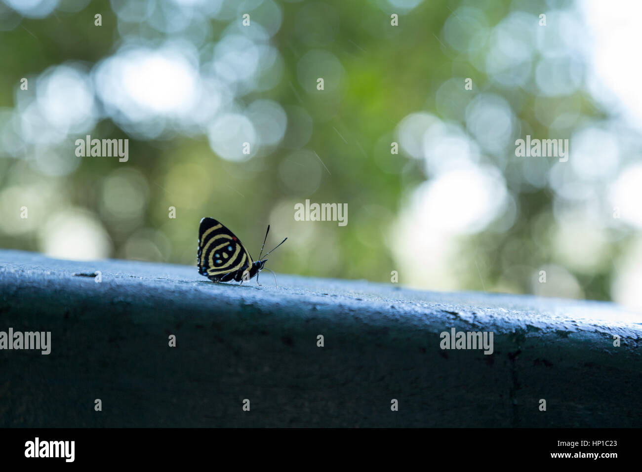 Foz do Iguaçu, Brazil. 16th February, 2017. Hesperis eighty-eight or hesperis numberwing (Callicore hesperis) butterfly is seen during sunny day in Iguaçu National Park, Parana State, Brazil. Credit: Andre M. Chang/ARDUOPRESS/Alamy Live News Stock Photo