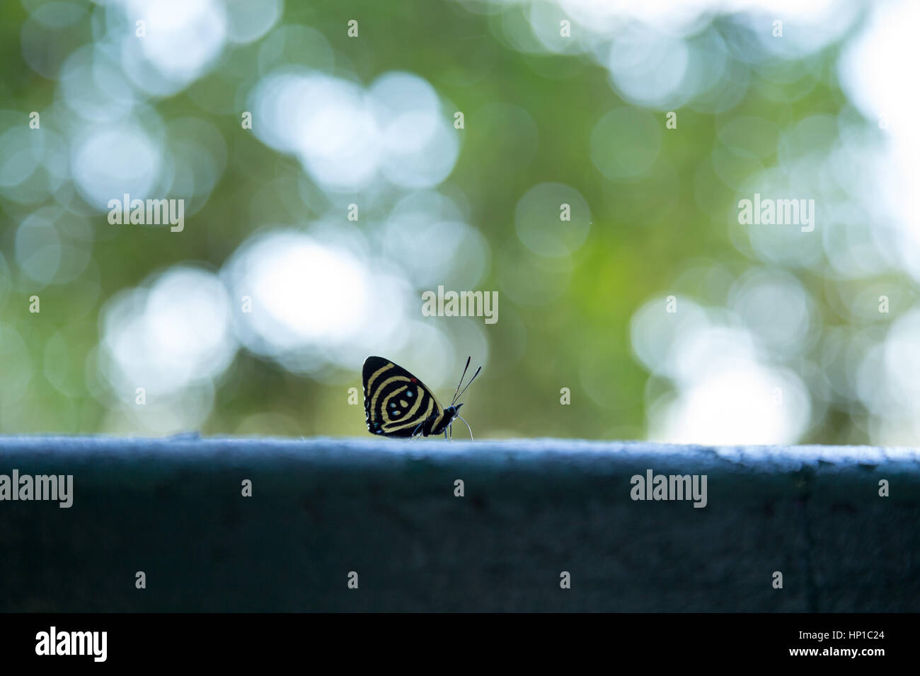 Foz do Iguaçu, Brazil. 16th February, 2017. Hesperis eighty-eight or hesperis numberwing (Callicore hesperis) butterfly is seen during sunny day in Iguaçu National Park, Parana State, Brazil. Credit: Andre M. Chang/ARDUOPRESS/Alamy Live News Stock Photo