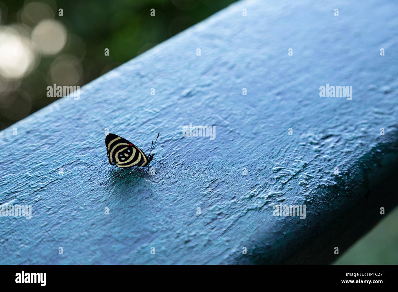 Foz do Iguaçu, Brazil. 16th February, 2017. Hydaspes eighty-eight or little callicore (Callicore hydaspes) butterfly is seen during sunny day in Iguaçu National Park, Parana State, Brazil. Credit: Andre M. Chang/ARDUOPRESS/Alamy Live News Stock Photo