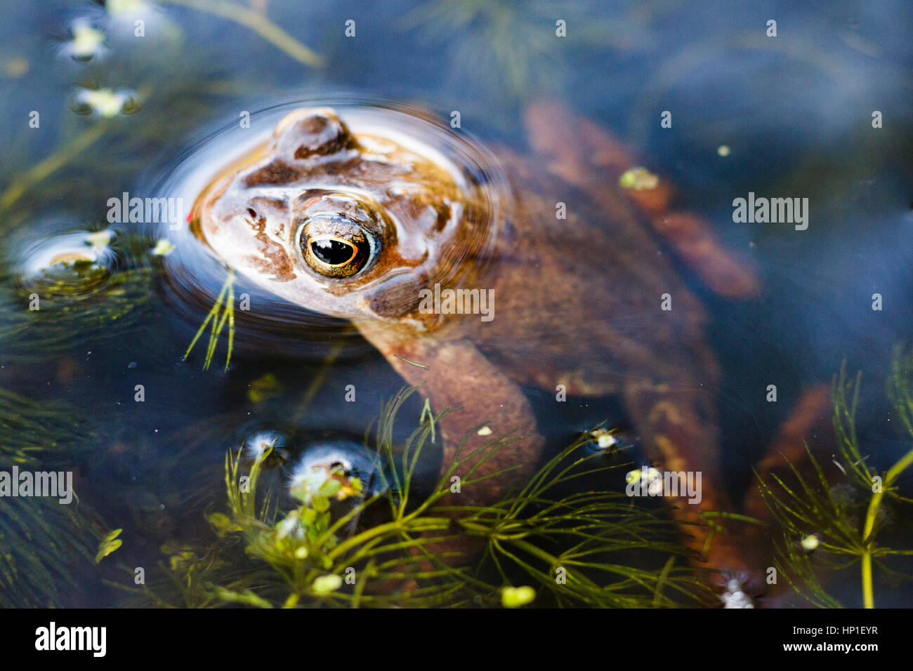 17th Feb, 2017. UK weather. As the temperature in the UK continues to rise, amphibians start to come out of hibernation. A Common frog (Rana temporaria) pokes its head above the water in a garden pond in  East Sussex, UK. Credit: Ed Brown/Alamy Live News Stock Photo