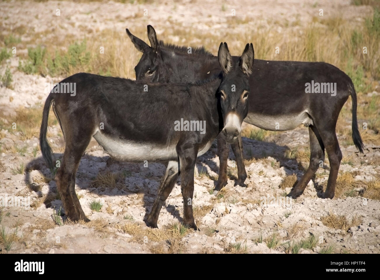 Esel, Atacama-Wueste, Chile - donkeys, Atacama Desert, Chile Stock Photo