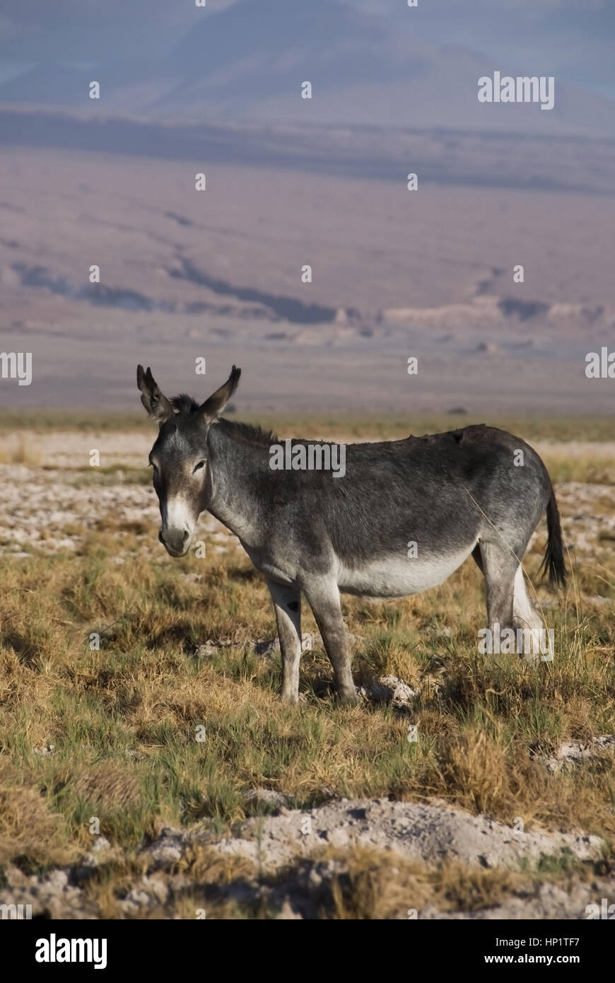 Esel, Atacama-Wueste, Chile - donkeys, Atacama Desert, Chile Stock Photo