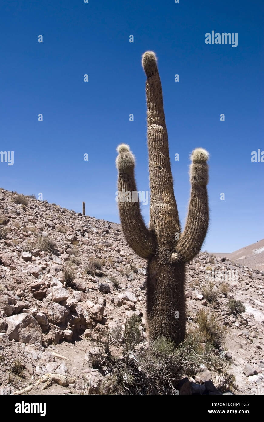 Kakteen in der Atacama-Wueste, Chile, Suedamerika - cactuses in Atacama desert, Chile, South America Stock Photo