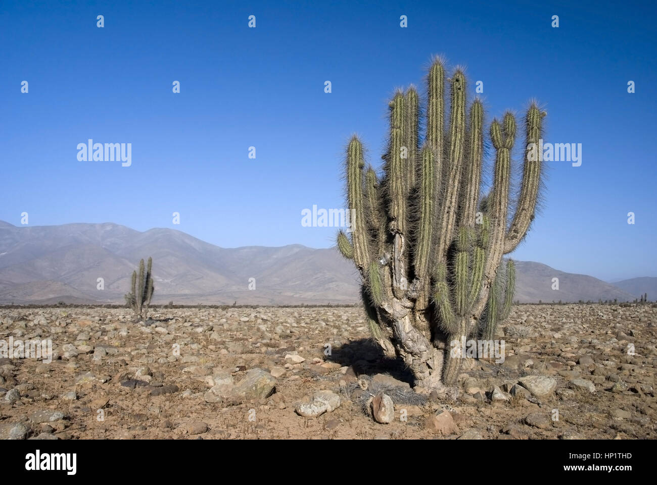 Wuestenlandschaft, Kakteen in der Atacama-Wueste, Chile, Suedamerika - desert landscape, Atacama desert, Chile, South America Stock Photo