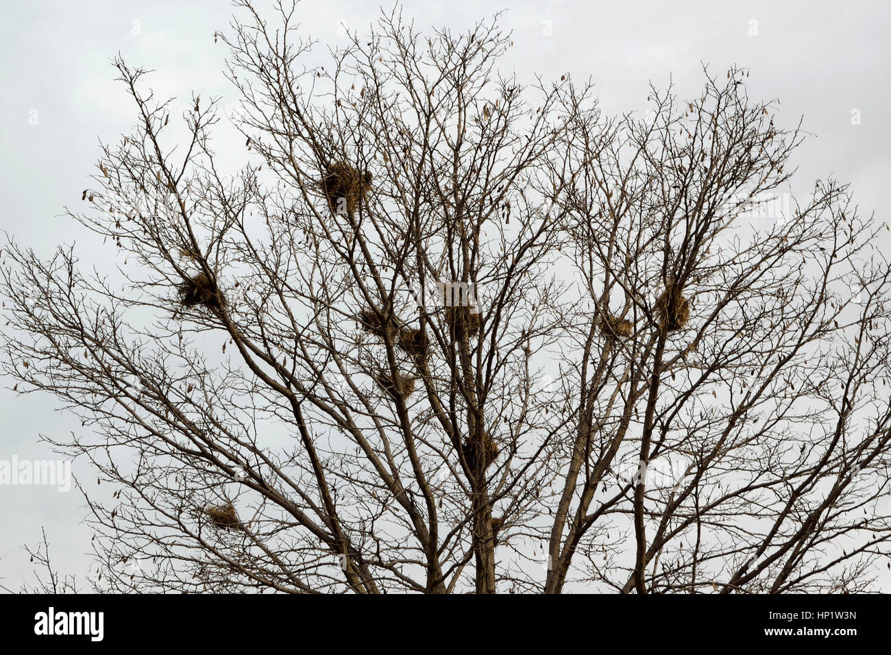 Nests of birds on the tree bare of leaves Stock Photo Alamy