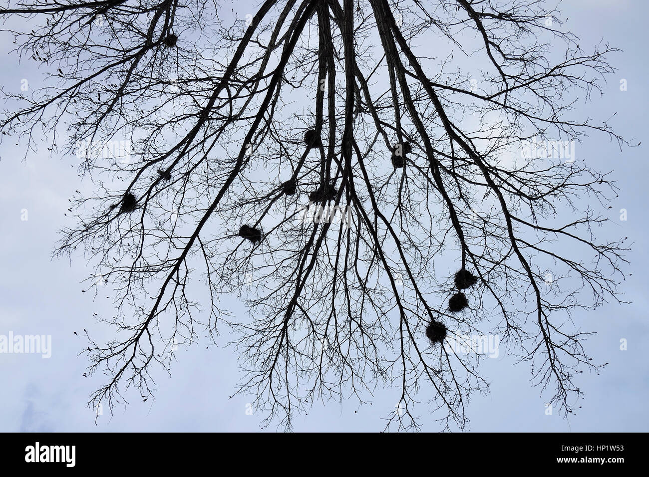 Nests of birds on the tree bare of leaves that seems like a roots Stock