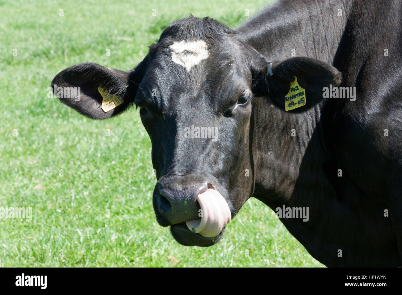 Wildlife dairy cow Stock Photo Alamy