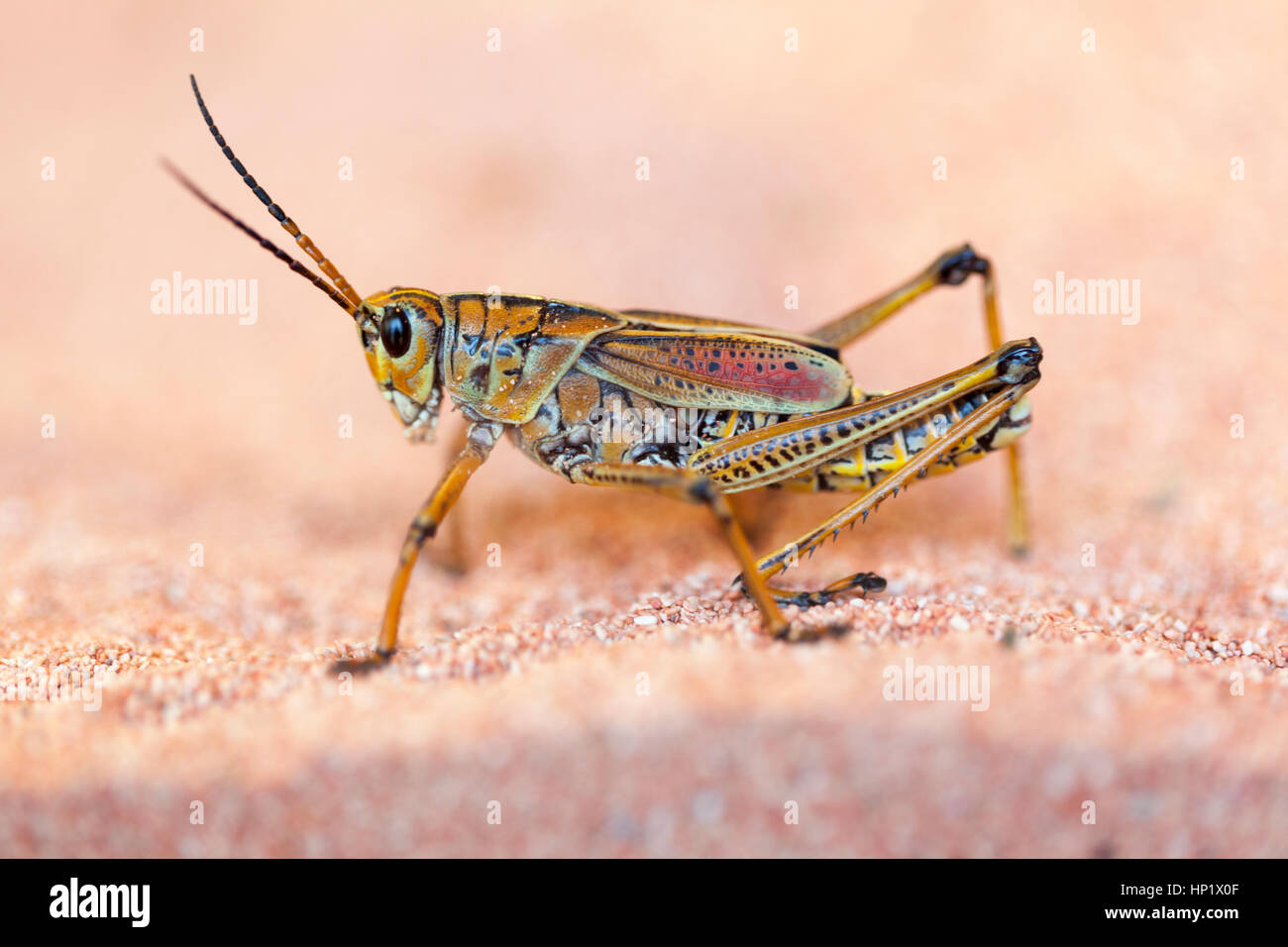 Wildlife: Desert locust (Schistocerca gregaria). London Zoo. Stock Photo