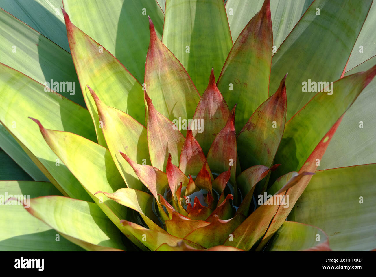 Close up of Bromeliad plants in garden Stock Photo