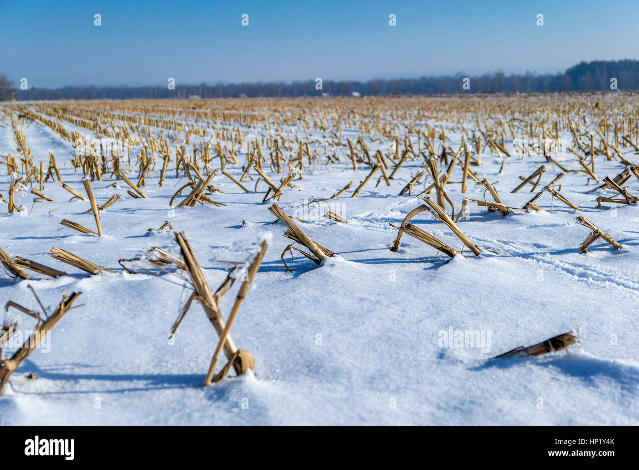Harvested corn field in winter hi-res stock photography and images - Alamy