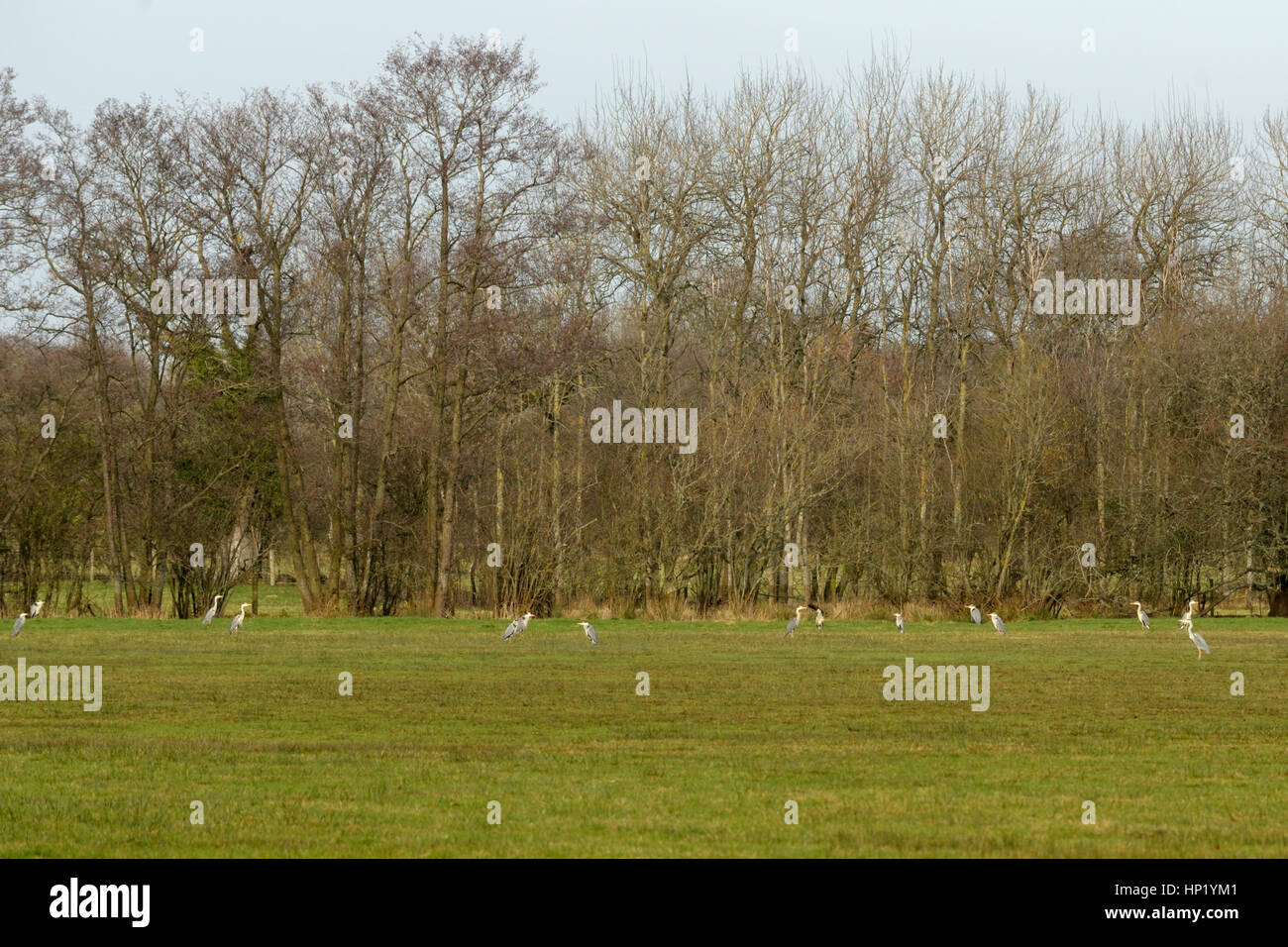 Fifteen Grey Herons in a field near Llangorse Lake Stock Photo