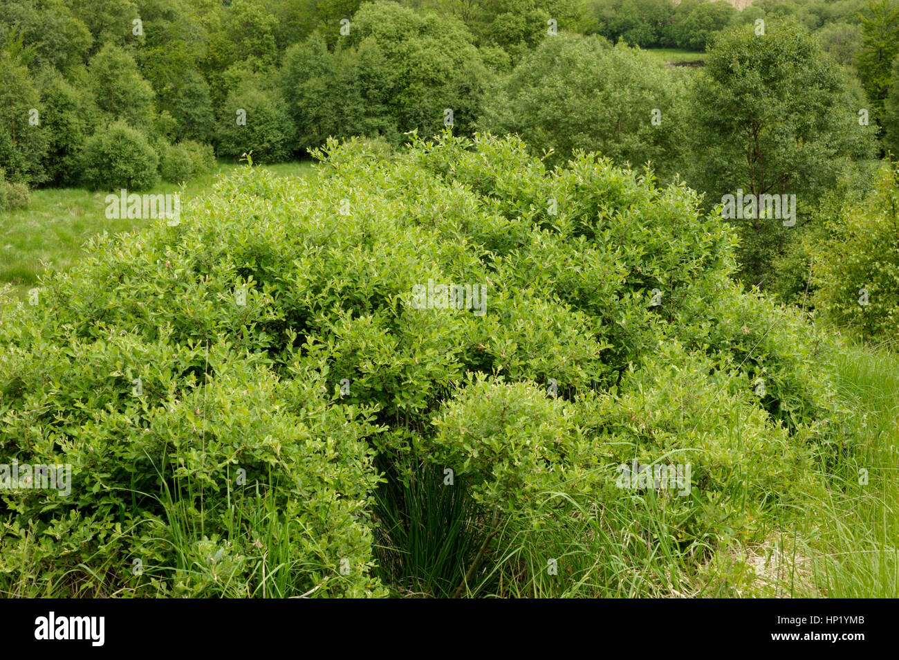 Eared Willow, Salix aurita Stock Photo