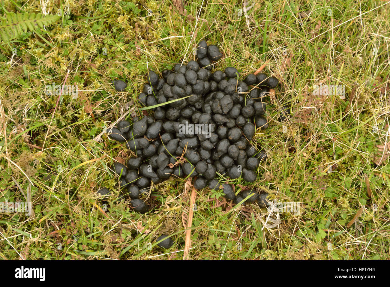 Sheep poo hires stock photography and images Alamy