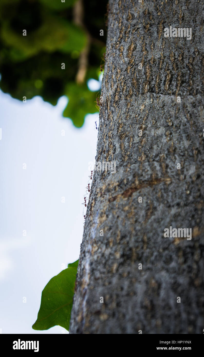 black ants crawling on a tree trunk. Stock Photo