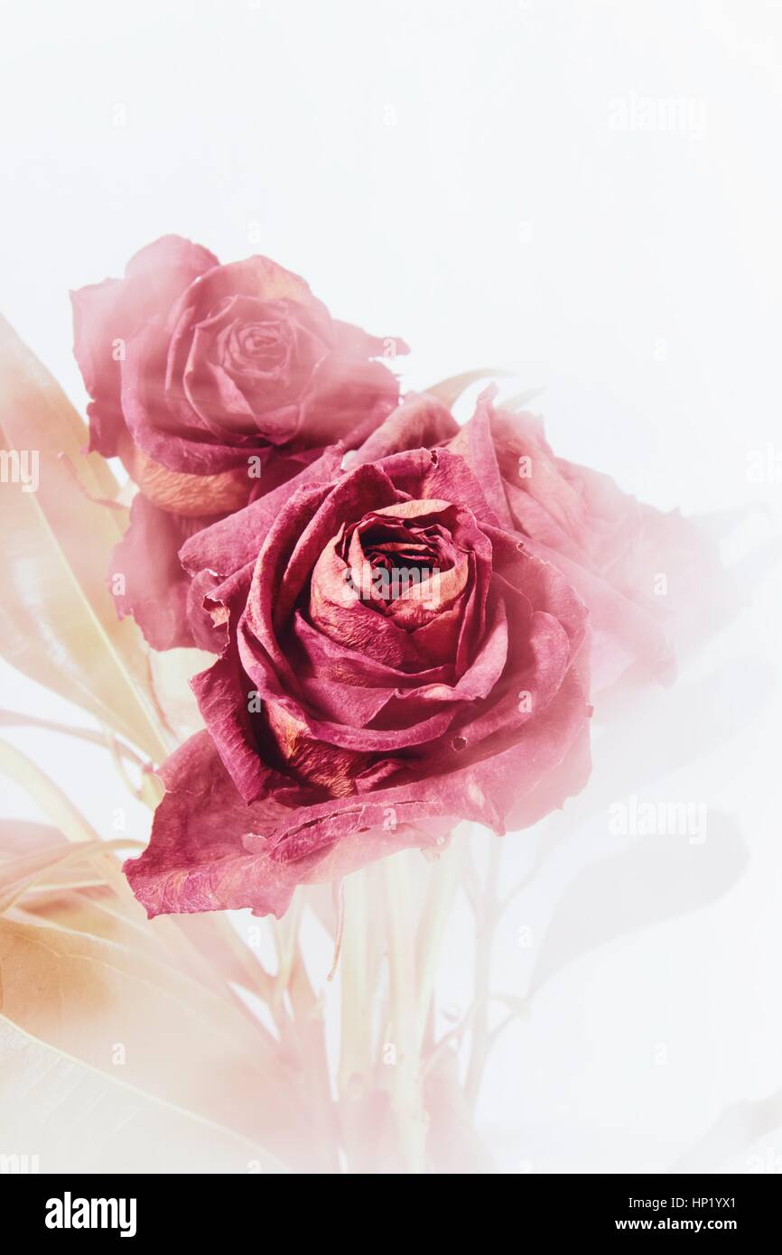 Flower arrangement Stock Photo