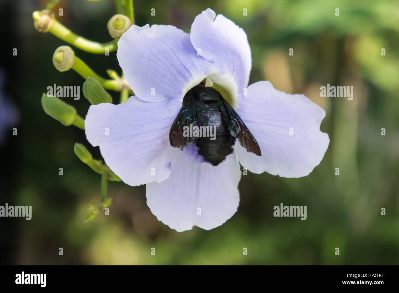 beautiful blue purple soft nice flower of Laurel clock vine, Blue trumpet vine, Thunbergia laurifolia cold herbs in Asia and tropical zone. big black  Stock Photo