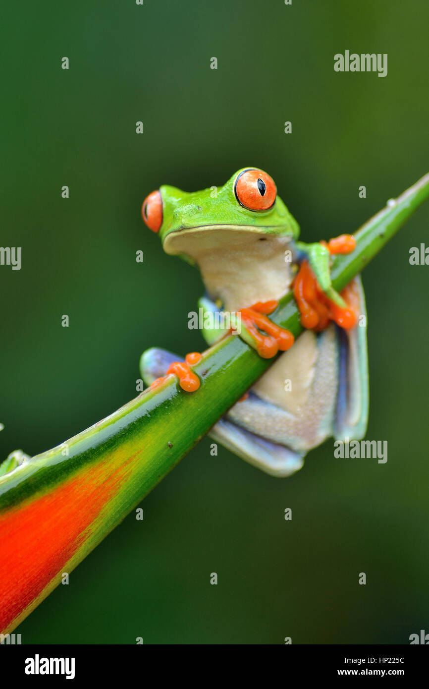 Red-eyed Tree Frog in Costa Rica rain forest Stock Photo