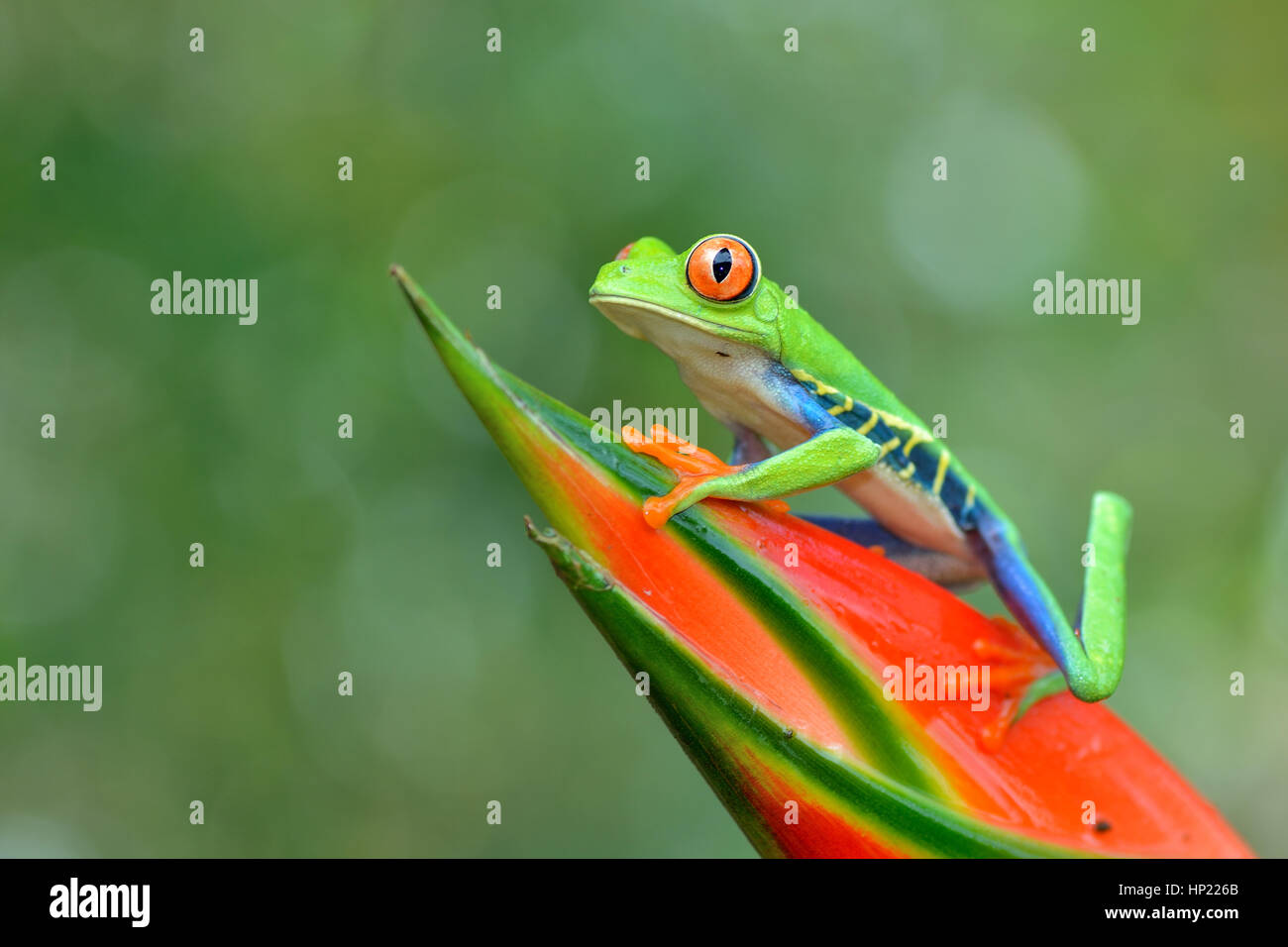 Red-eyed Tree Frog in Costa Rica rain forest Stock Photo