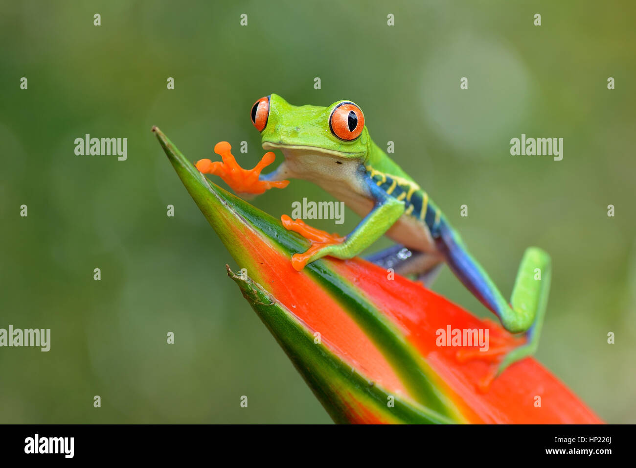 Red-eyed Tree Frog in Costa Rica rain forest Stock Photo