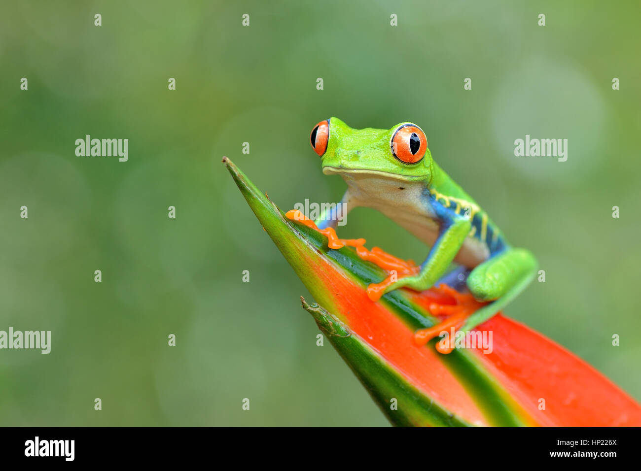 Red-eyed Tree Frog in Costa Rica rain forest Stock Photo