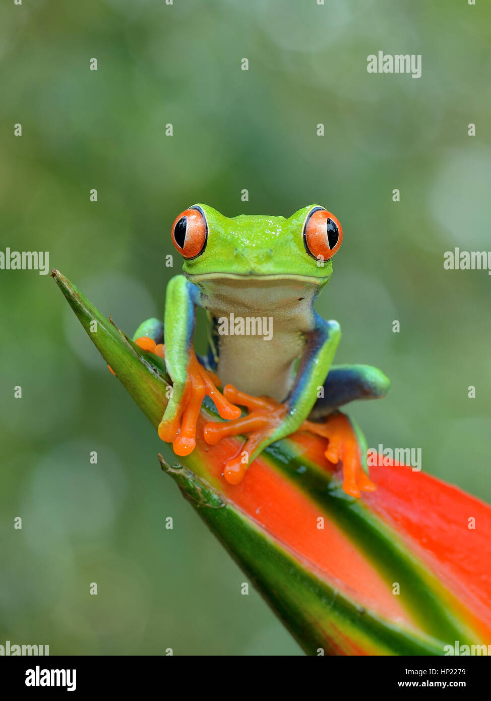 Red-eyed Tree Frog in Costa Rica rain forest Stock Photo