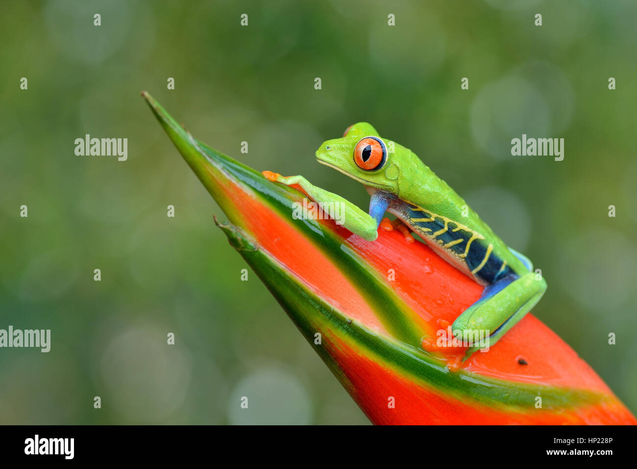 Red-eyed Tree Frog in Costa Rica rain forest Stock Photo