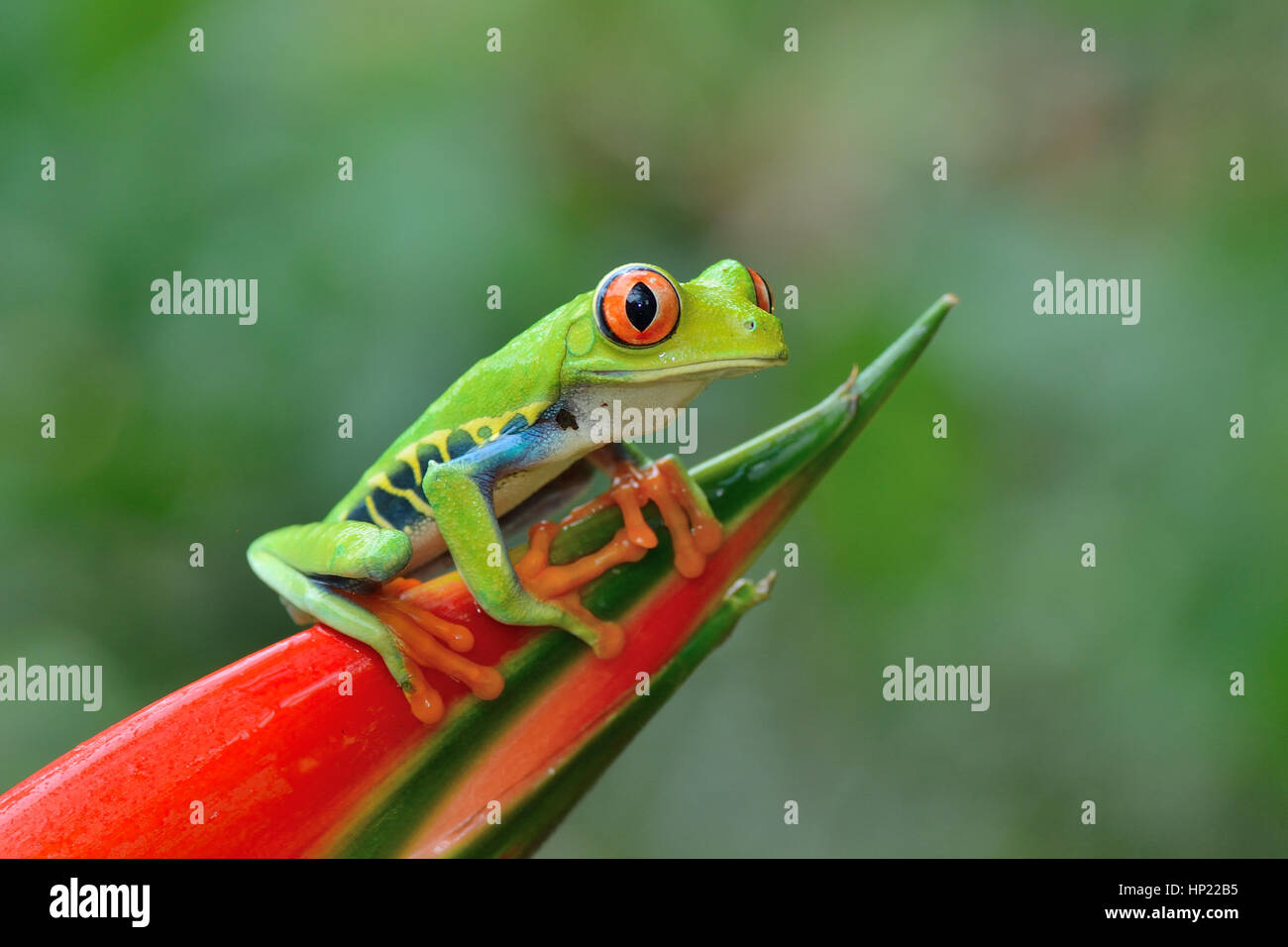 Red-eyed Tree Frog in Costa Rica rain forest Stock Photo