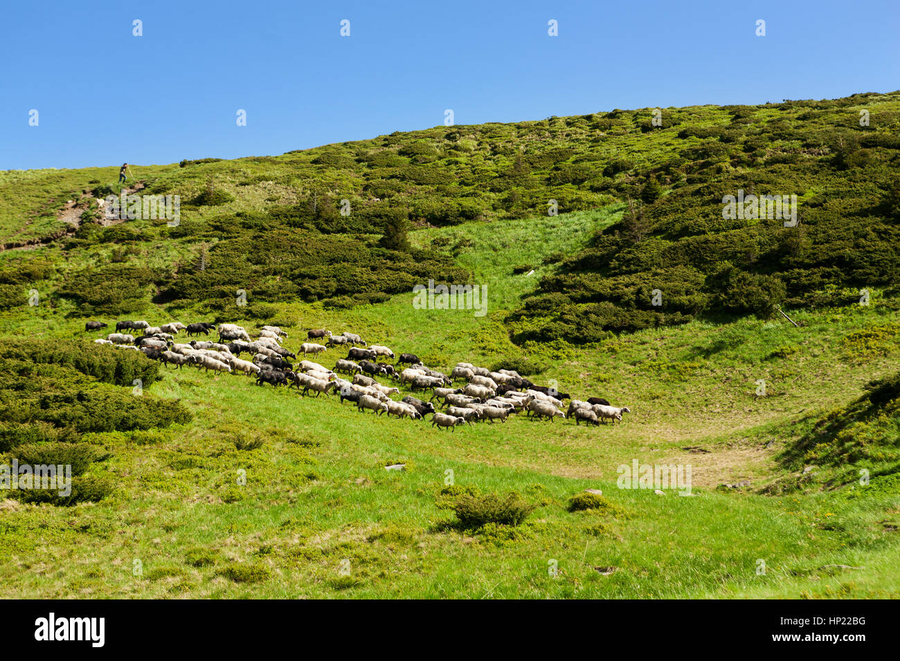 A herd of sheep on alpine meadows in Carpathians Stock Photo - Alamy