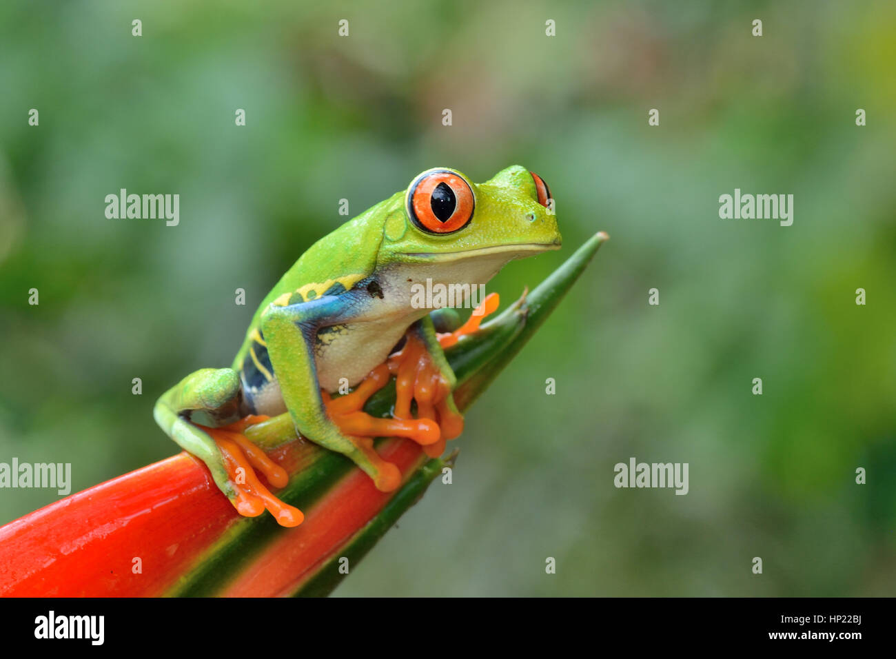 Red-eyed Tree Frog in Costa Rica rain forest Stock Photo