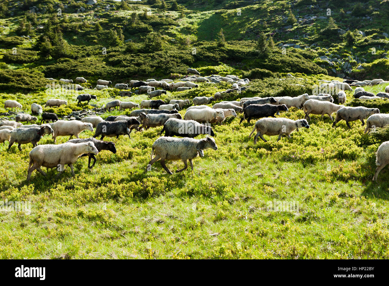 A herd of sheep on alpine meadows in Carpathians Stock Photo - Alamy