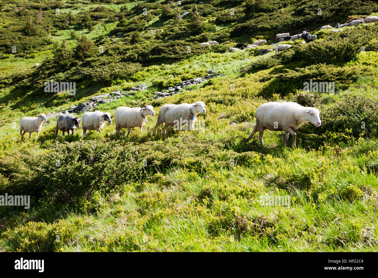 A herd of sheep on alpine meadows in Carpathians Stock Photo - Alamy