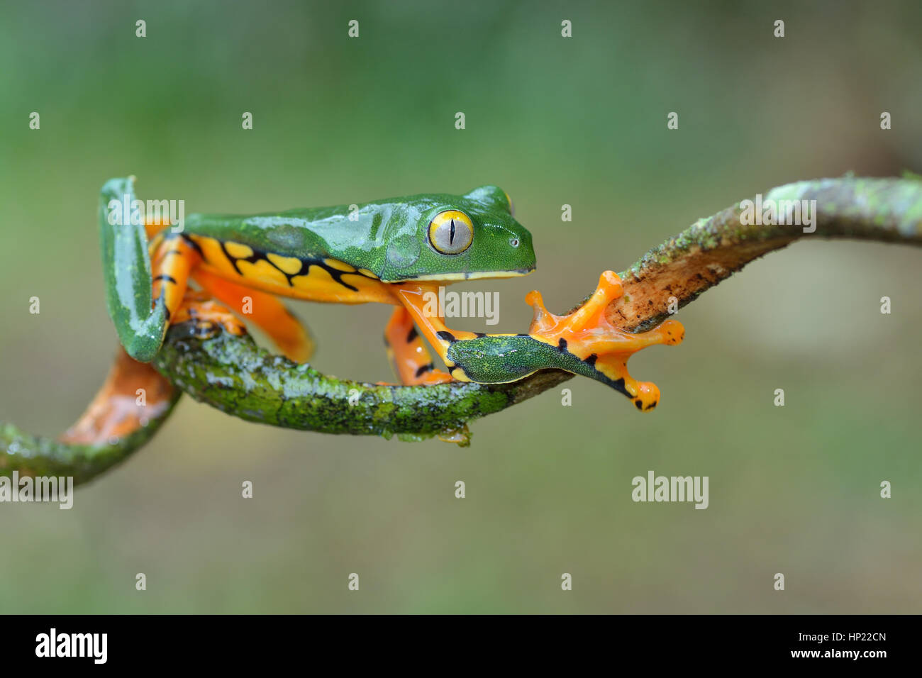 A rare Splendid Leaf frog in Costa Rica lowland rain forest Stock Photo