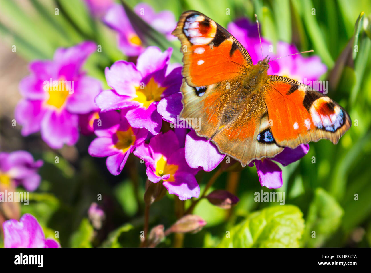Butterfly sitting on a flower Stock Photo - Alamy