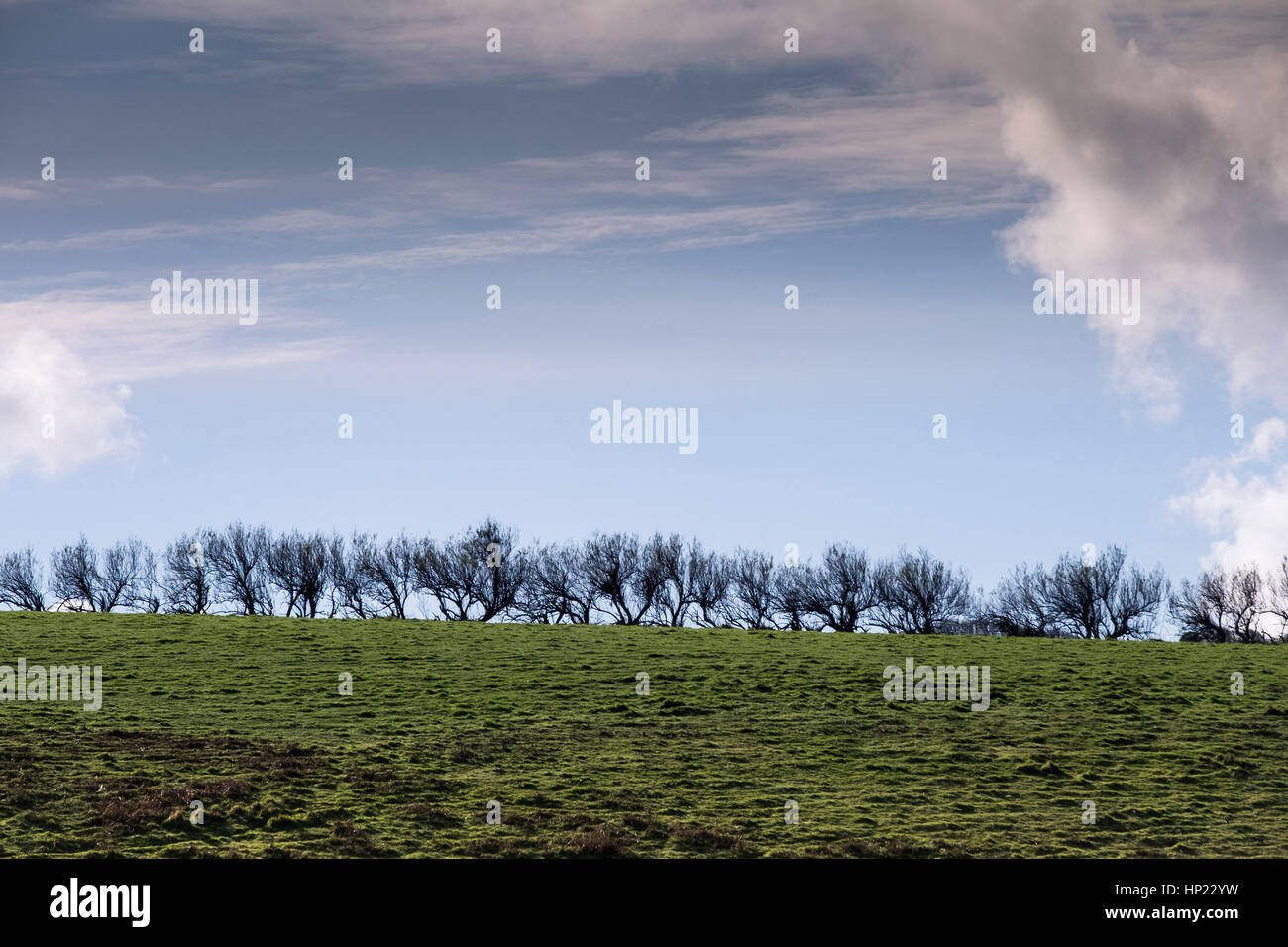 hedgerow silhouetted field sky. Stock Photo