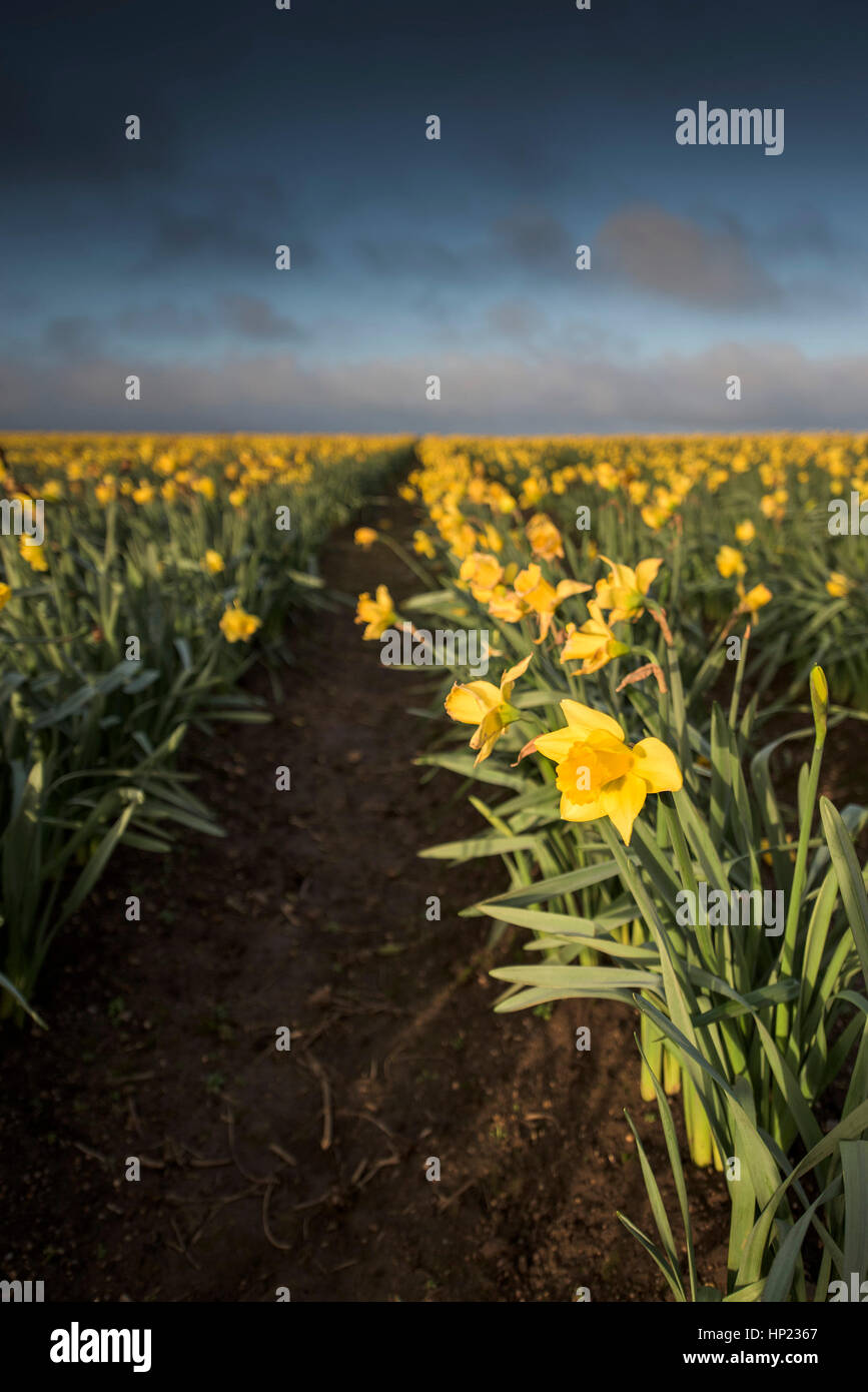 Agriculture Spring daffodils rainclouds field farm; farming Cornwall England UK Stock Photo