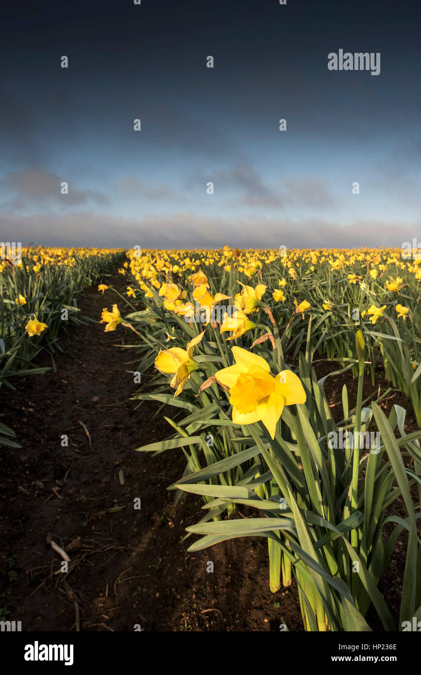 Cornwall Daffodils - Spring daffodils in a field in Cornwall. Stock Photo