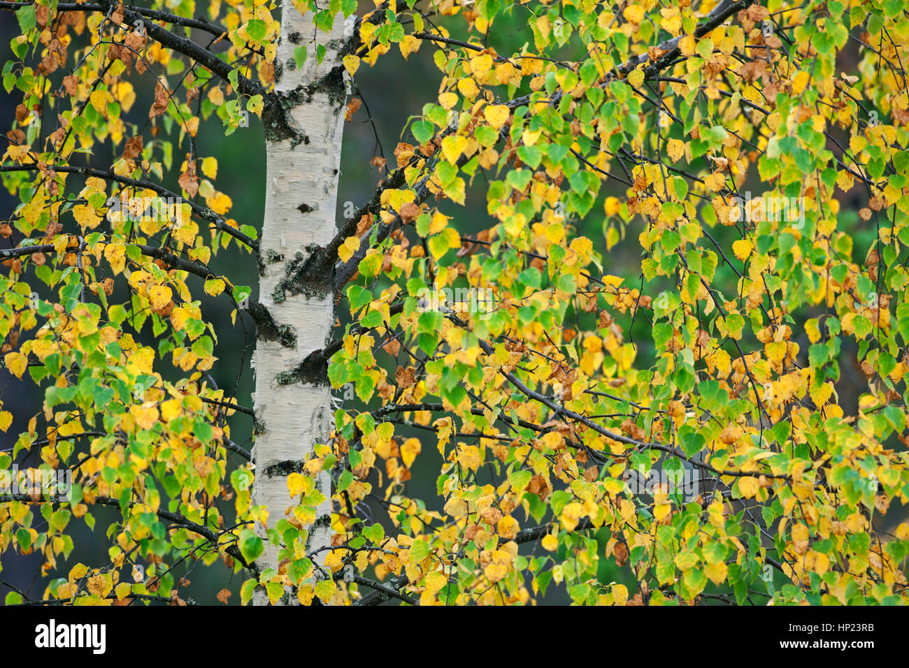 European white birch / downy birch / moor birch (Betula pubescens / Betula alba) close up of white trunk and leaves in autumn colours Stock Photo