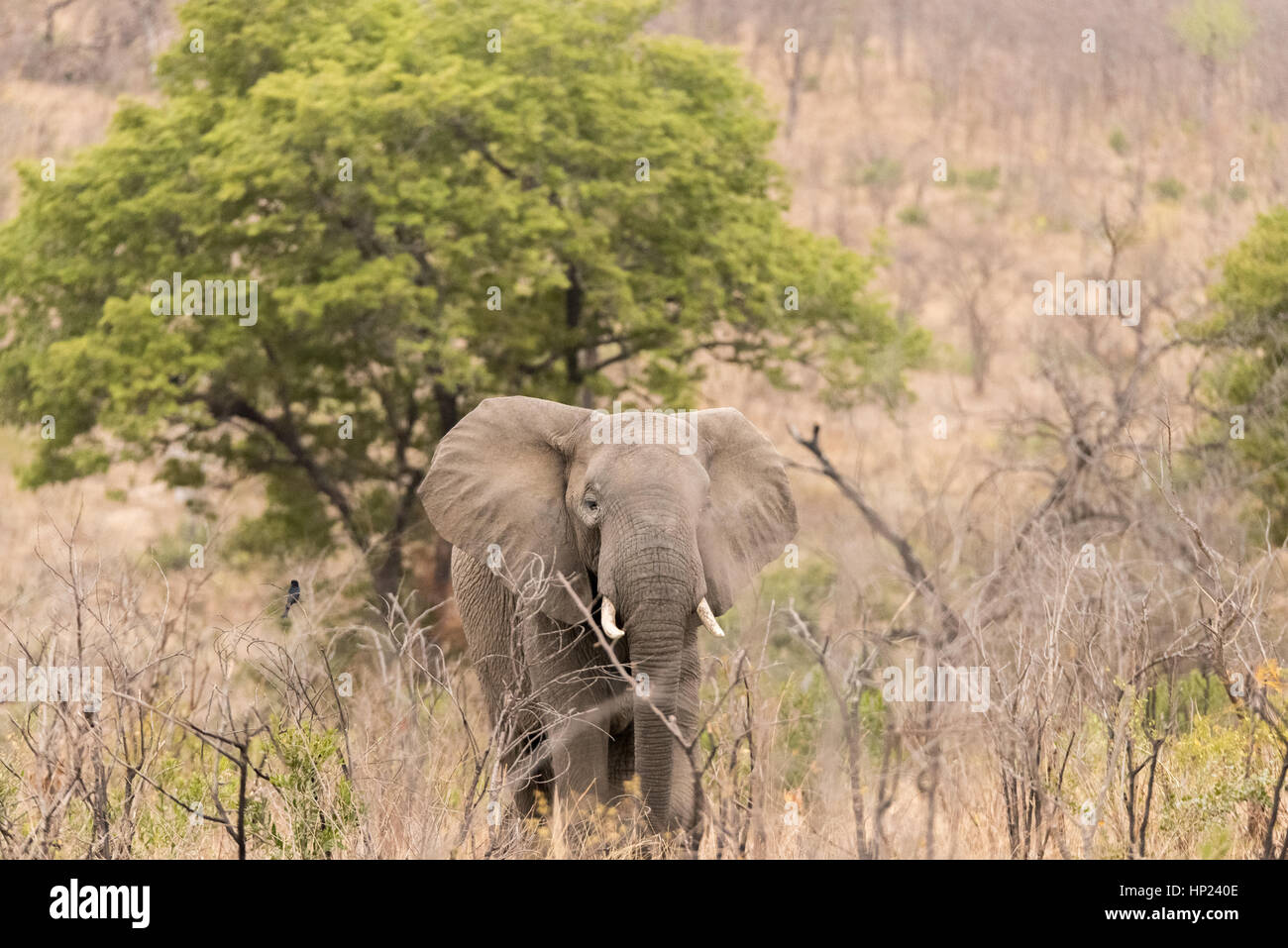 South Africa Elephant Stock Photo Alamy south-africa-elephant-stock-photo-alamy