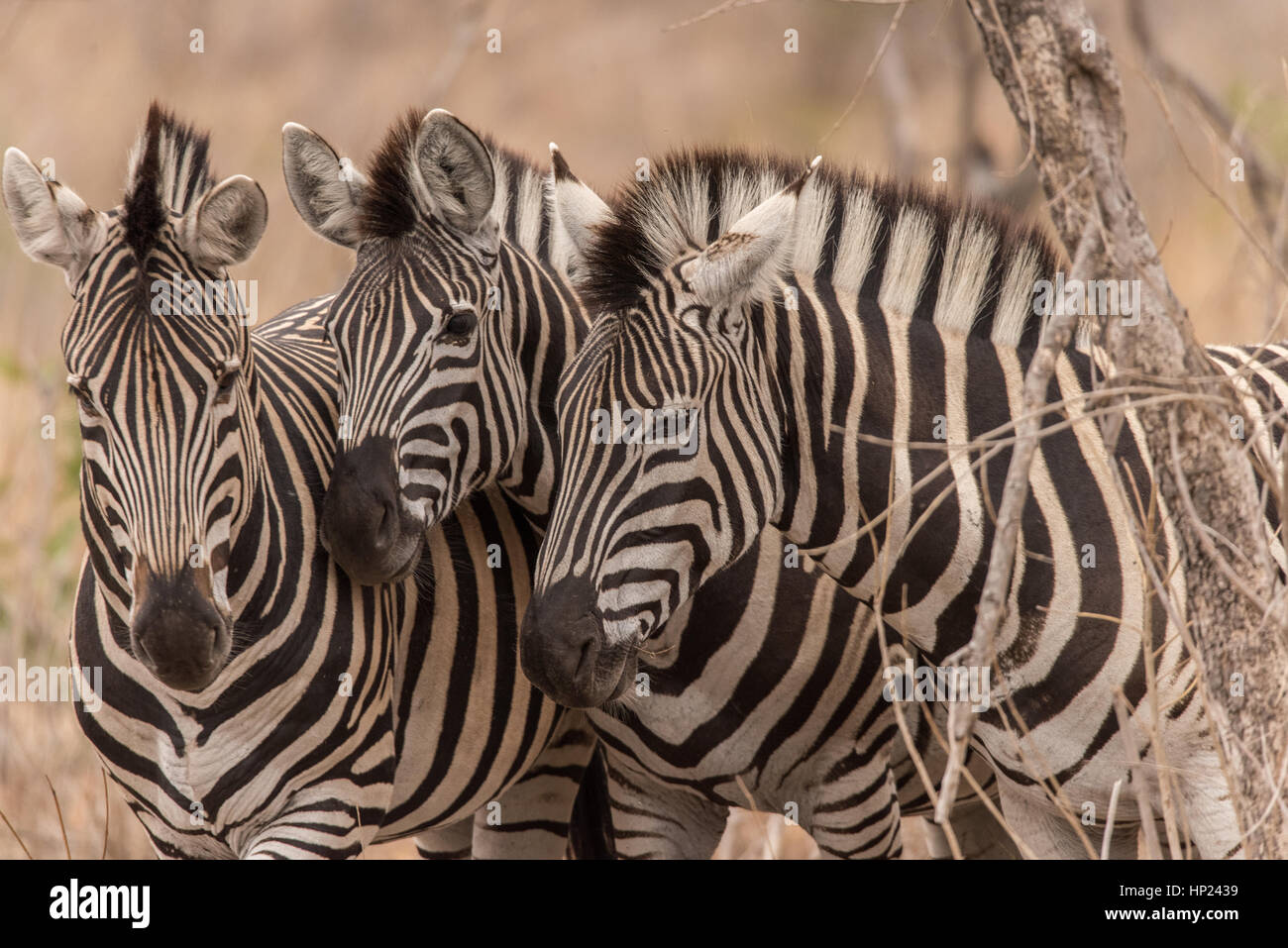 South Africa Zebras Stock Photo Alamy