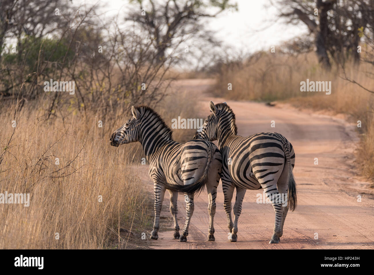 South Africa Zebras Stock Photo Alamy