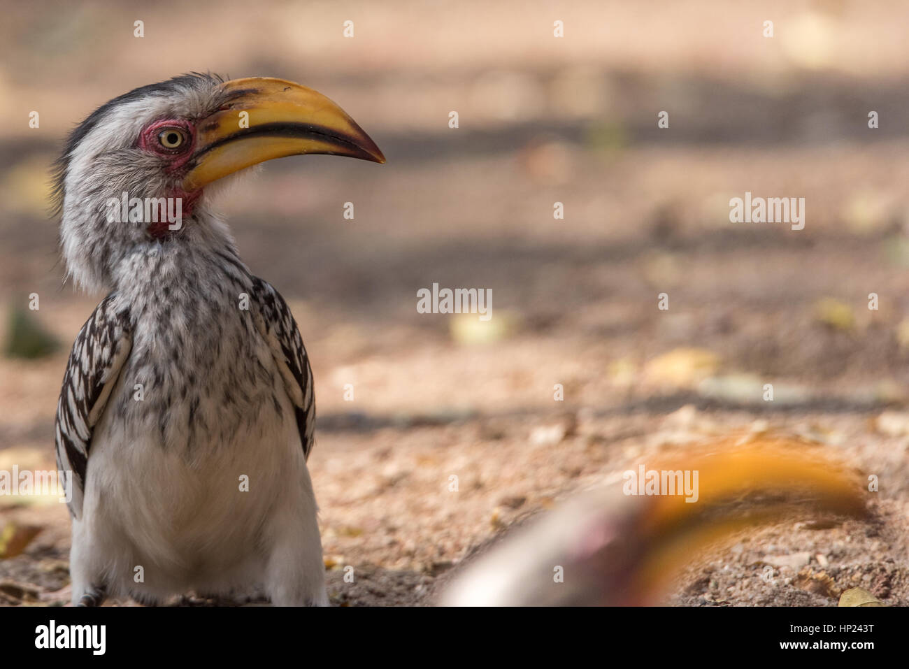 South Africa - Southern yellow-billed Hornbill Stock Photo